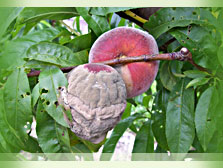 Infected Fruit